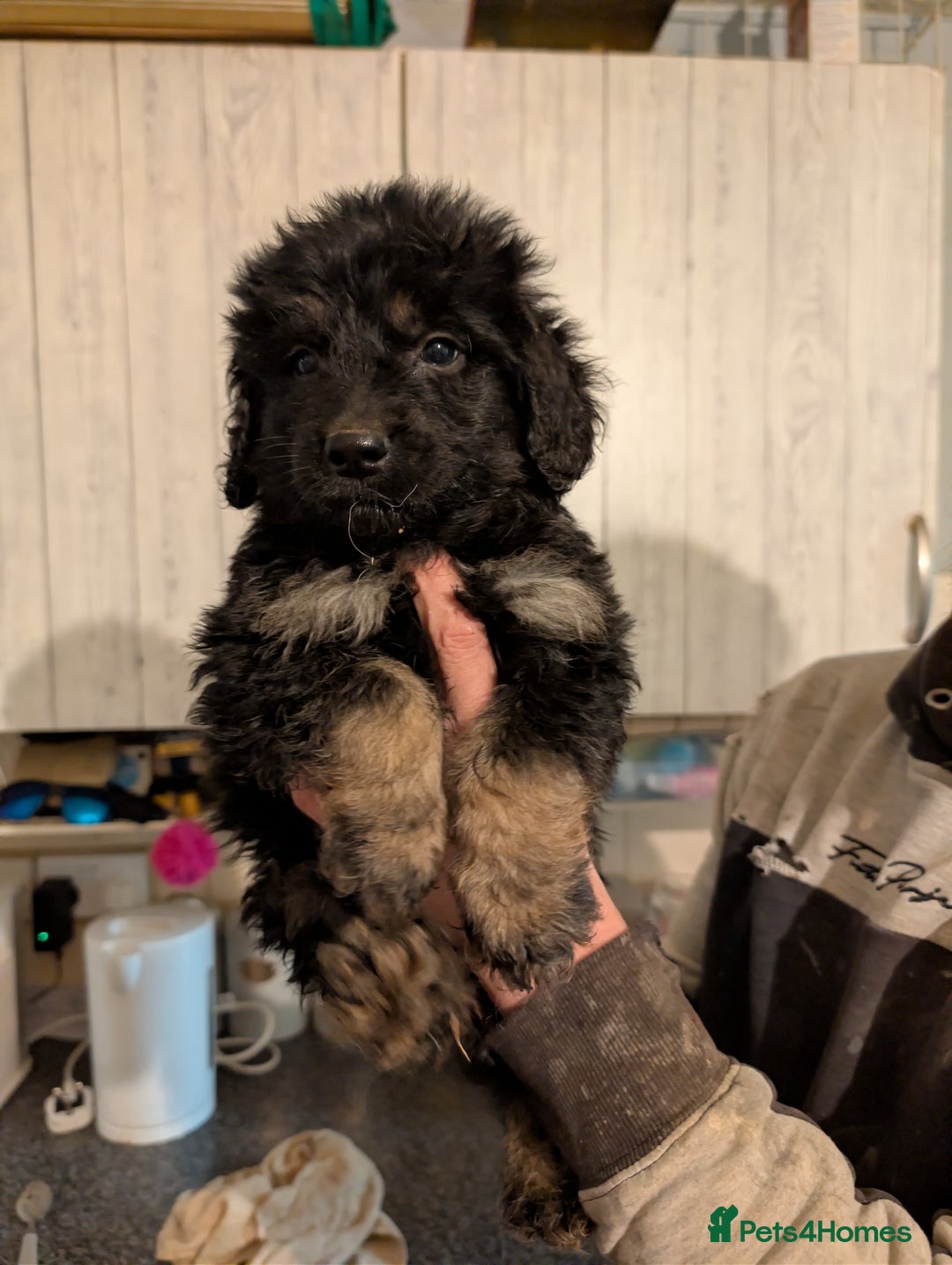 Mixed Breed dogs for sale: Beautiful German shepherd X sproodle pups - Advert 9