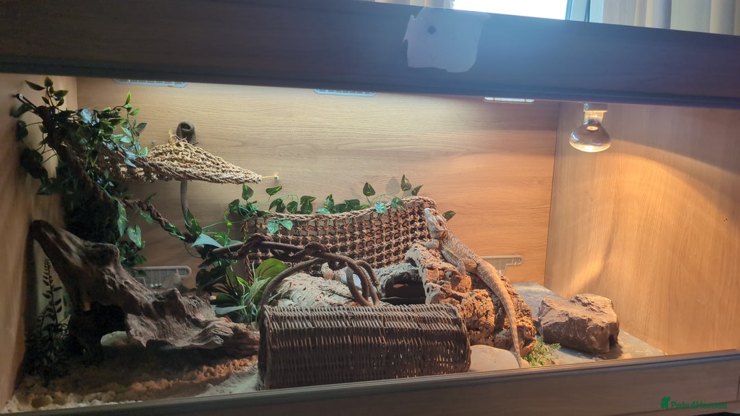 Bearded Dragon reptiles for sale: Dash the magic dragon up for adoption - Image 10