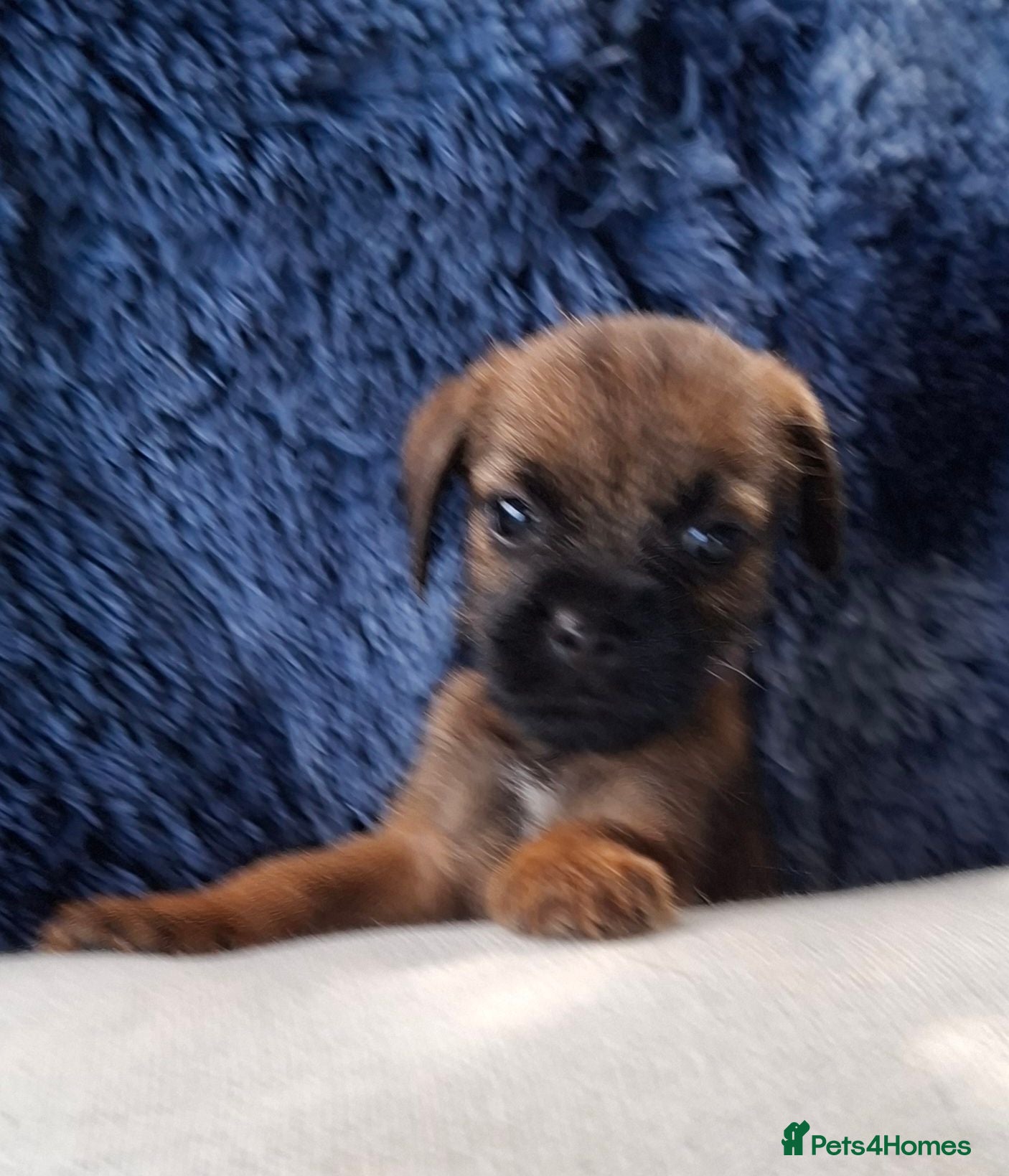 Border Terrier dogs KC REGISTERED BORDER TERRIERS SLEM CLEAR  - Advert 6
