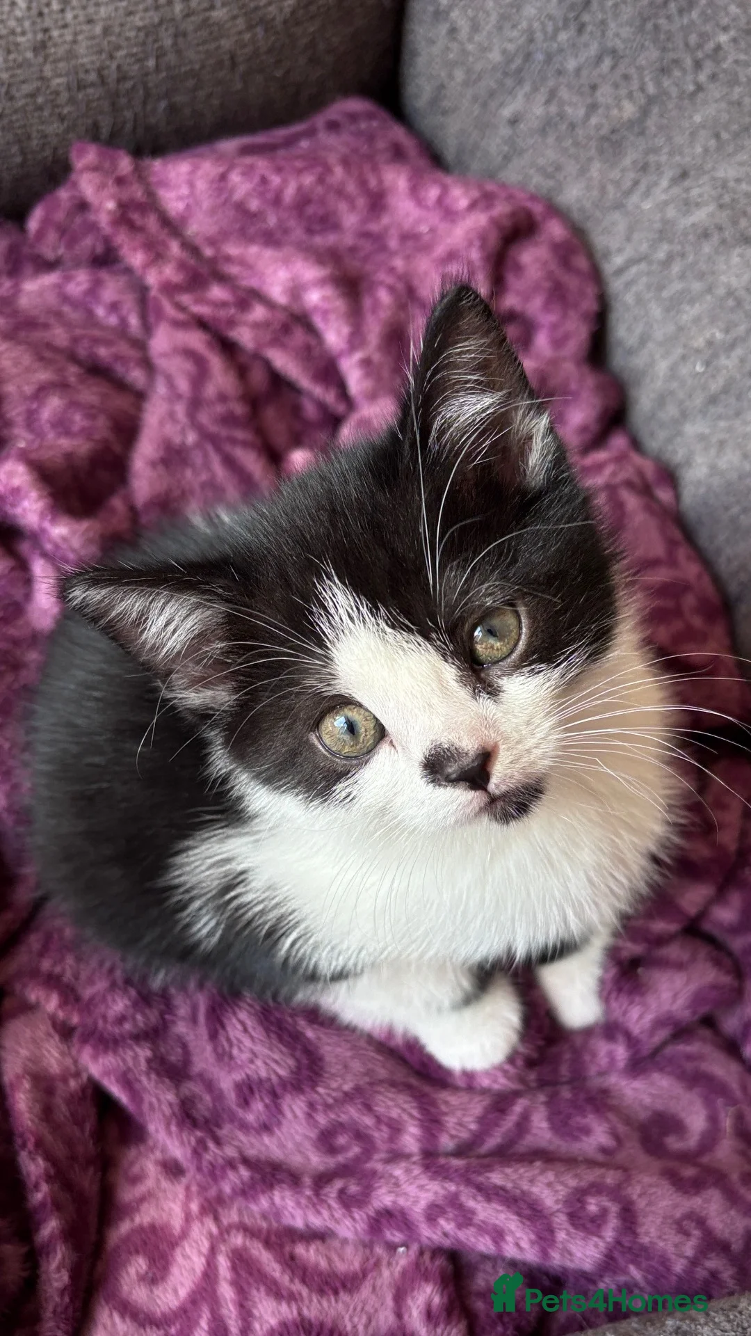 Mixed Breed cats for sale: Beautiful kittens looking for their forever homes - Advert 2