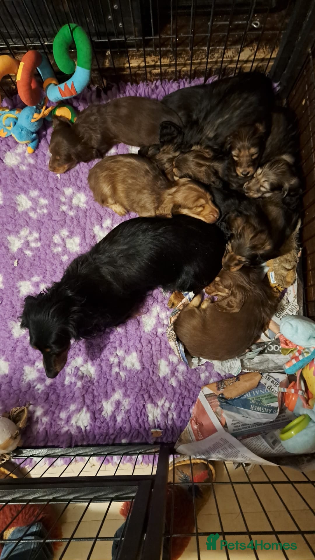 Miniature Dachshund dogs for sale: Kc. Healthtested Miniature Longhaired Dachshund - Advert 2