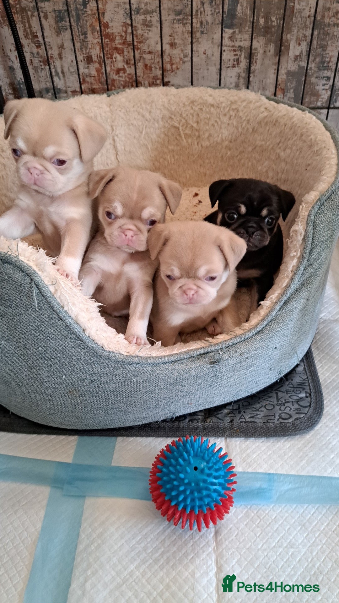 Pug dogs for sale: adorable pink pug puppies - Advert 1