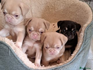 Pug dogs adorable pink pug puppies - Advert 3