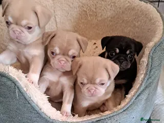Pug dogs 💗**PINK FEMALE BACK AVAILABLE**💗 - Advert 1
