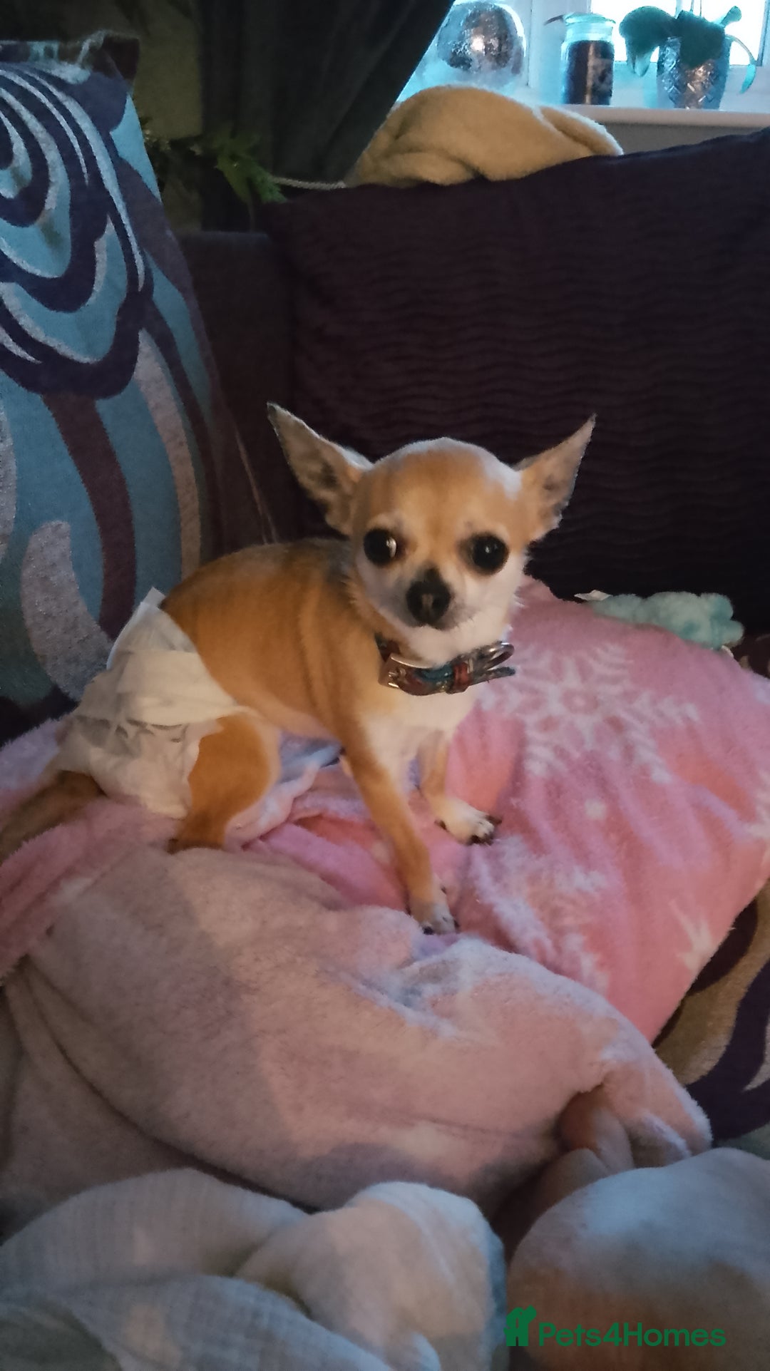 Chihuahua dogs for stud: Chihuahua for Stud - Advert 13