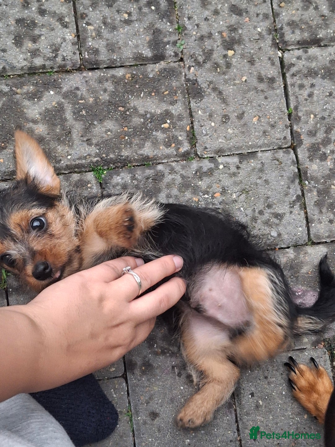 Mixed Breed dogs for sale: One healthy Dorkie ready to go  - Image 1