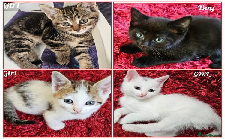 Mixed Breed cats - Advert 5