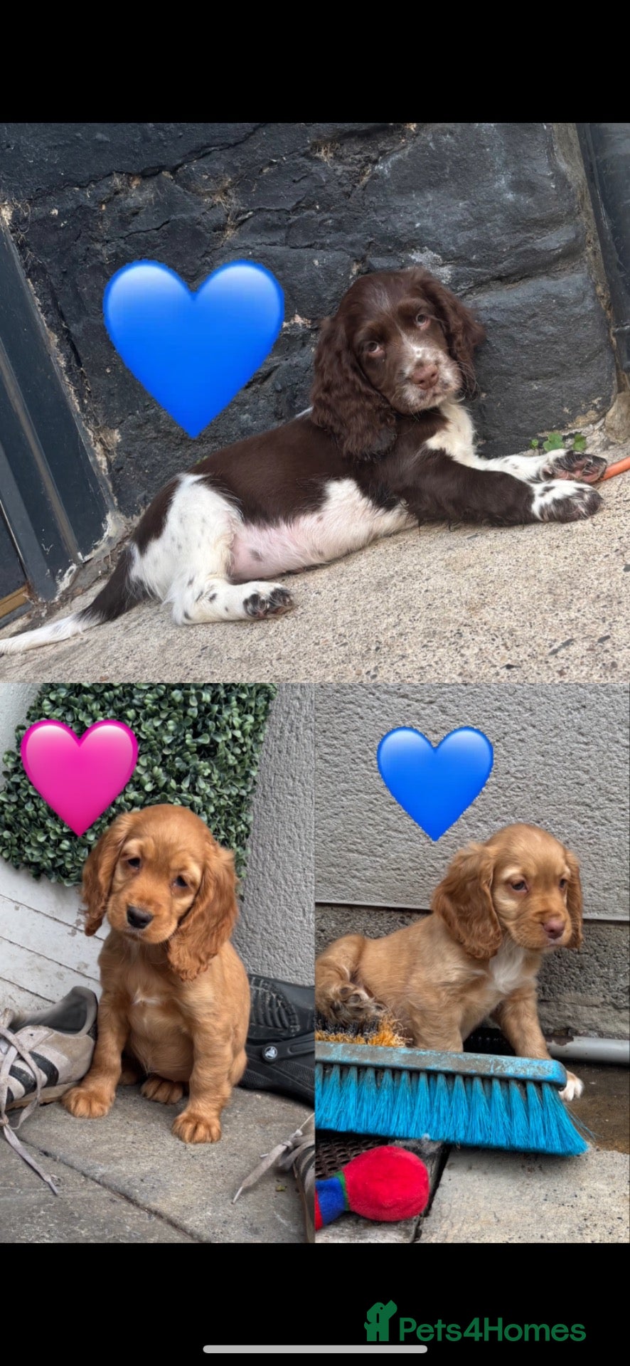 Cocker Spaniel dogs Cocker spaniel puppies  - Advert 4