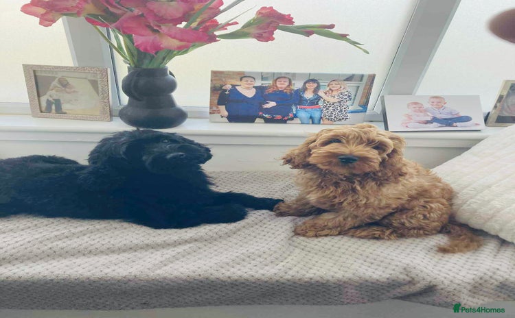 Cockapoo dogs - Advert 3