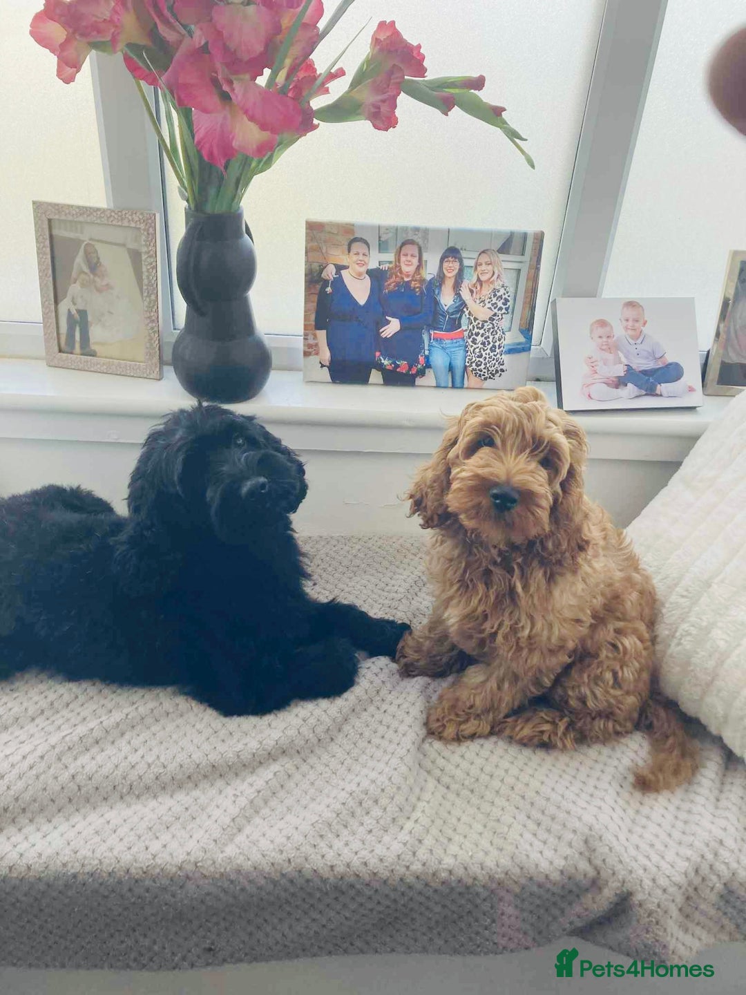 Cockapoo dogs for sale: Miniature cockapoo male for sale  - Image 1