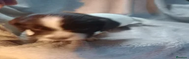 Sprocker 6