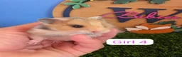 Hamster rodents for sale: Baby Syrian Hamsters Boys Girls Pedigree - Advert 10
