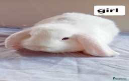 Mini Lion Lop rabbits for sale: Pure bred mini Lops ready to leave  - Image 9