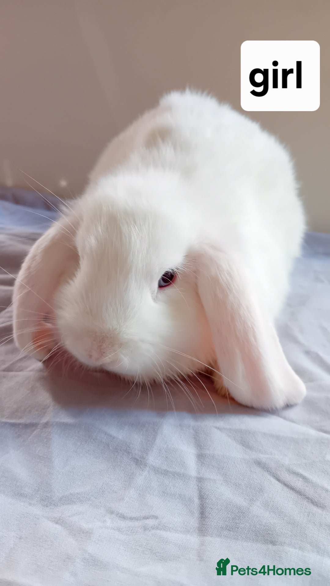 Mini Lion Lop rabbits for sale: Pure bred mini Lops ready to leave  - Image 9