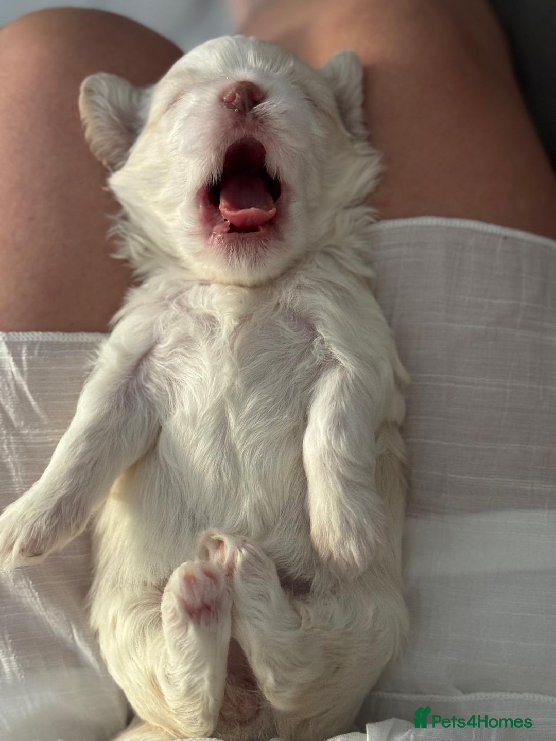 Maltipoo dogs for sale: Maltichon Puppy Looking for His Forever Home - Image 7