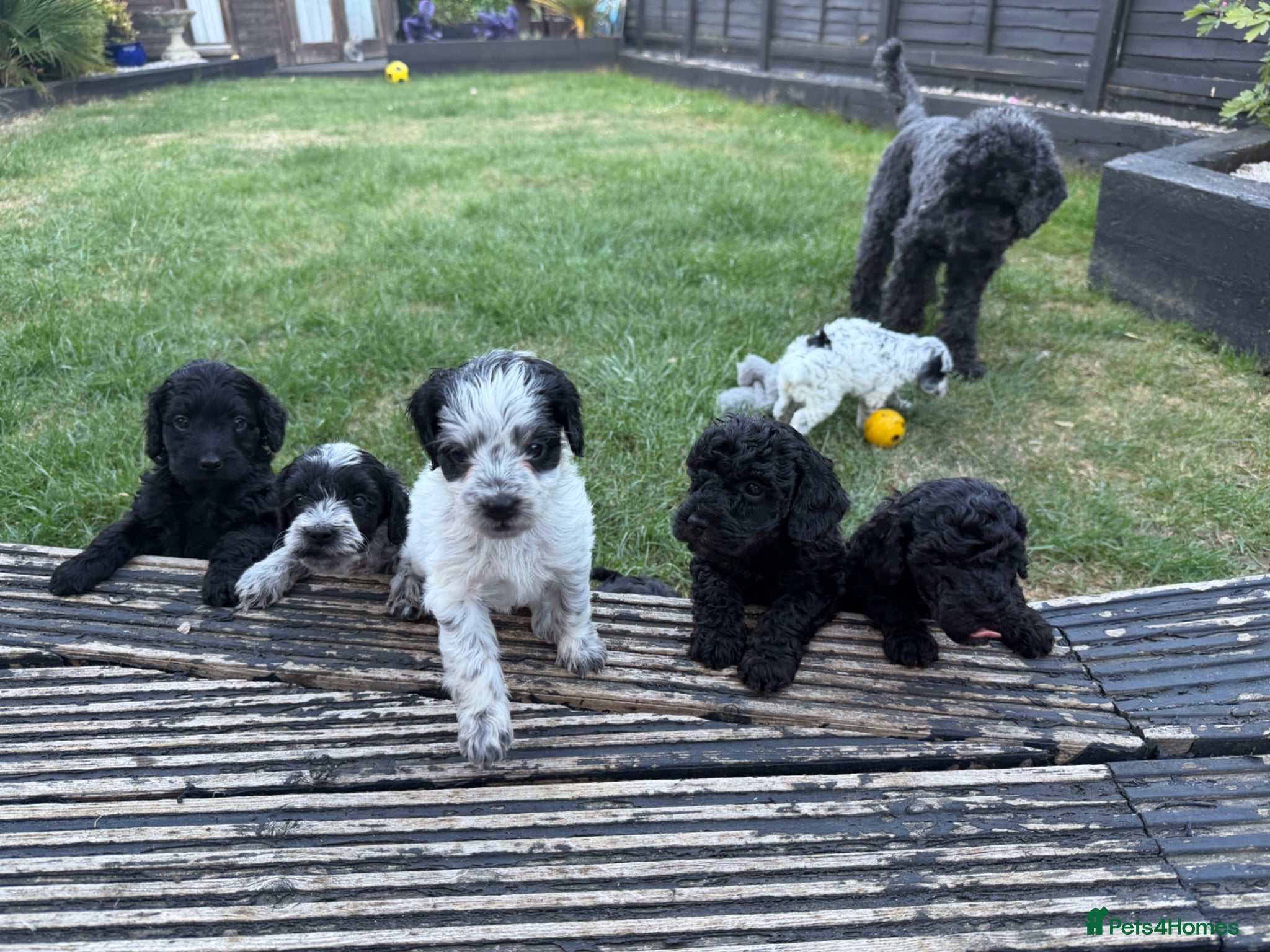 Mixed Breed dogs for sale: Jackapoo Puppies - Advert 27