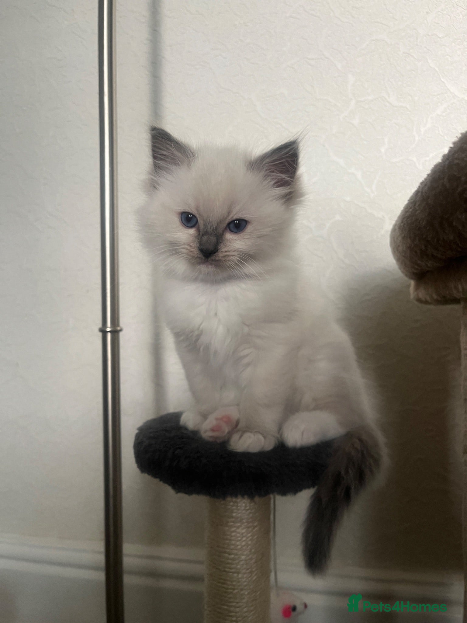 Ragdoll cats GCCF Registered Ragdoll Kittens  - Advert 2