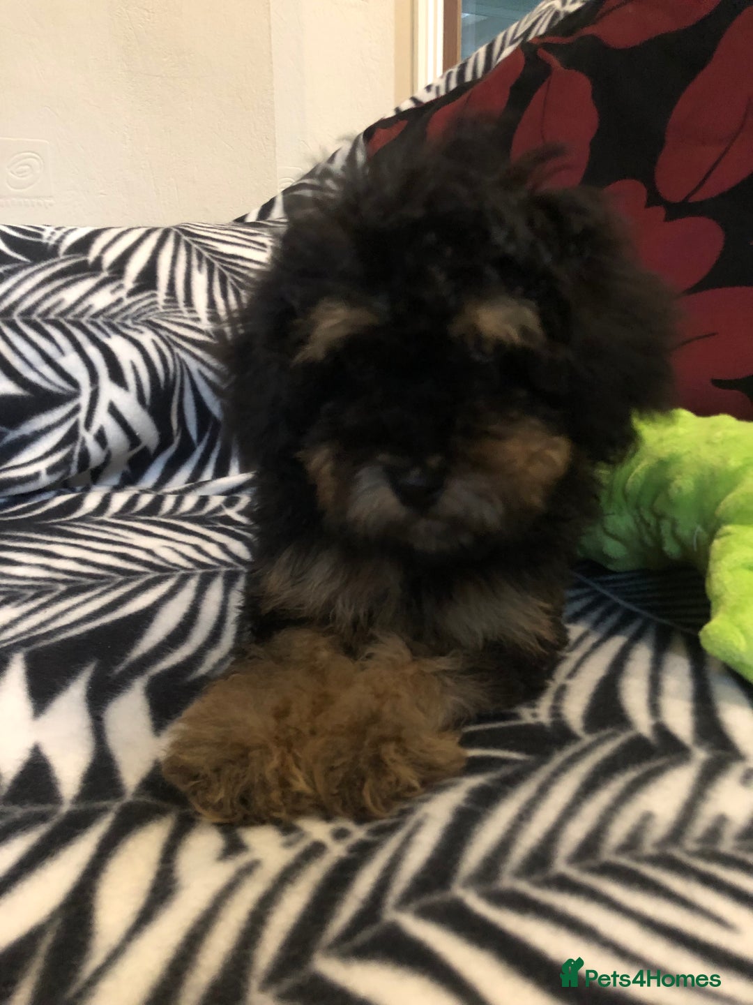 Mixed Breed dogs for sale: shihpoo x maltese puppies for sale - Advert 17