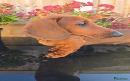 Dachshund dogs for sale: "READY GO STUNING 5 STANDARD DACHSHUND PUPPIES  - Image 1