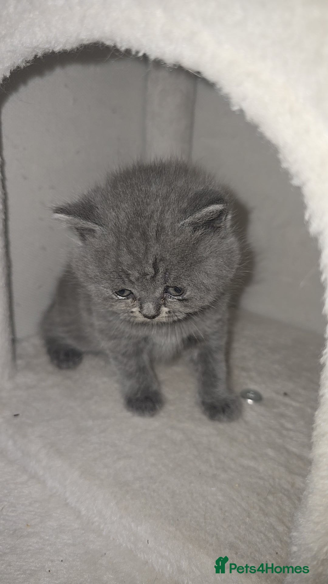British Shorthair cats for sale: First Litter British Shorthair Pedigree Breed Blue - Image 15