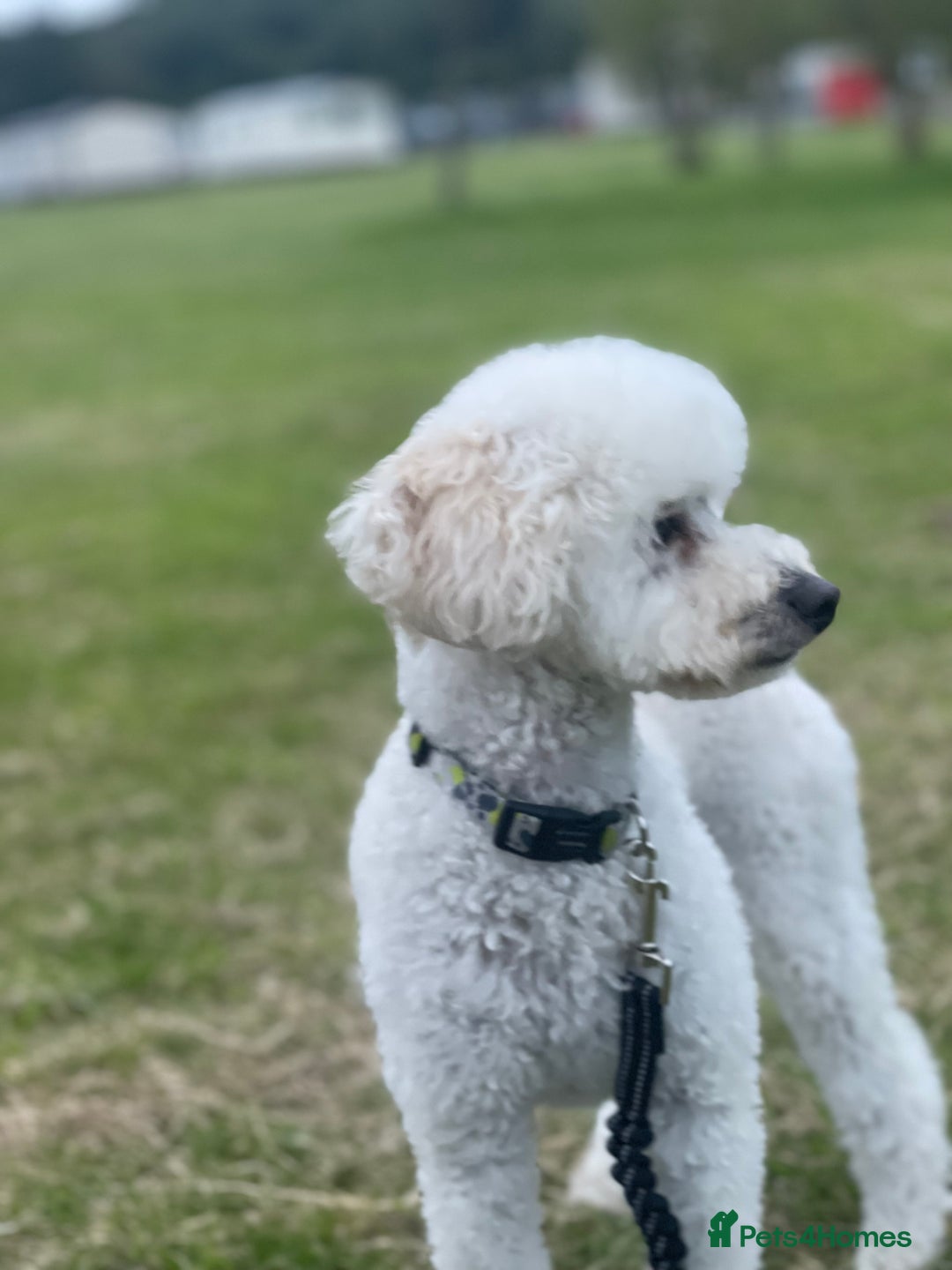 Miniature Poodle dogs for sale: Beautiful Miniature Poodle Puppies   - Advert 9