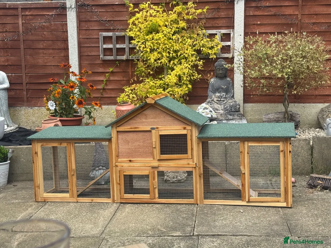 Lionhead rabbits for sale: Mini lion Lop Male For sale.  - Advert 2