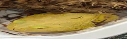 Frog reptiles for sale: Super Pikachu Pacman Frog - Advert 2