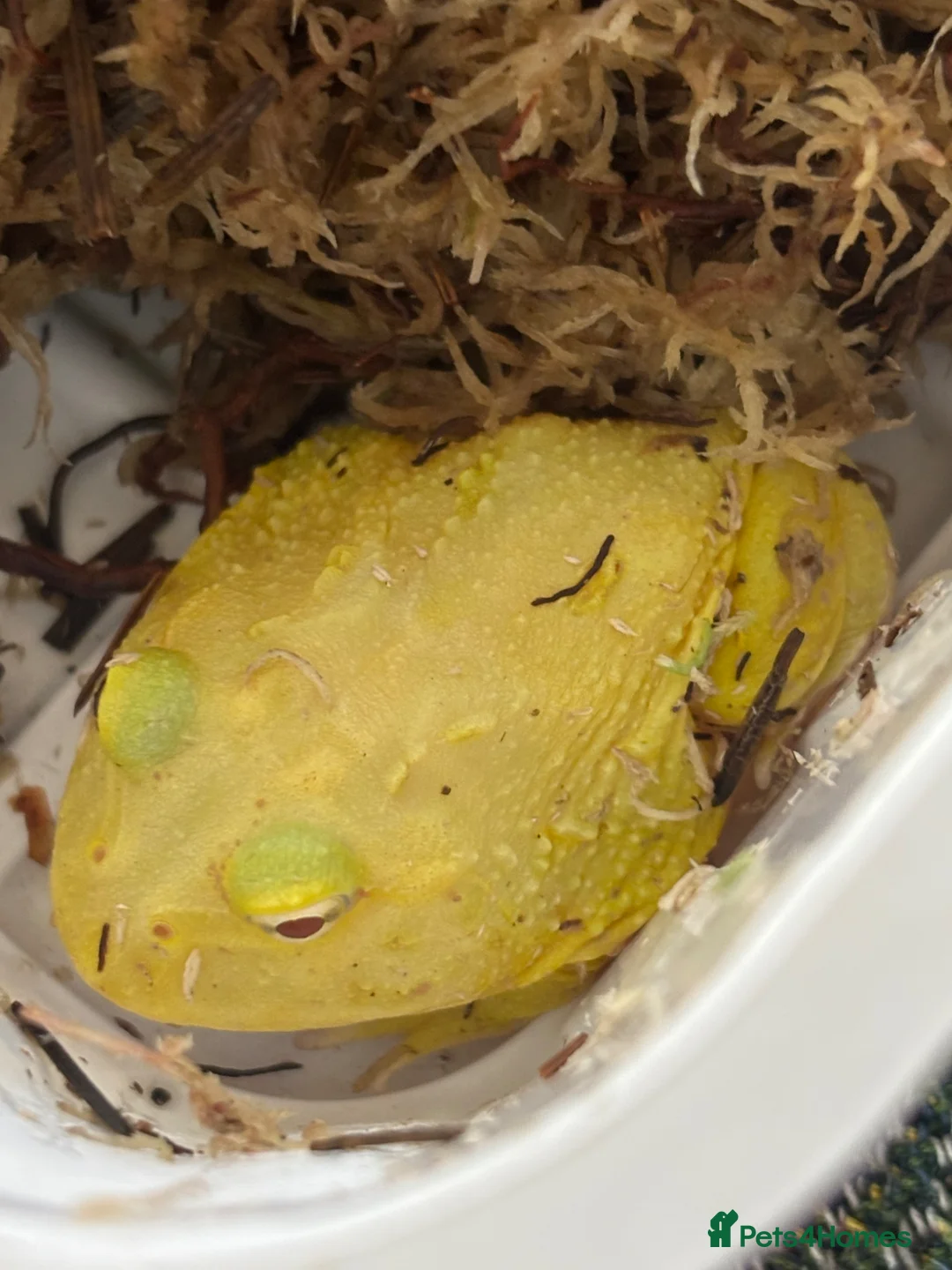 Frog reptiles for sale: Super Pikachu Pacman Frog - Advert 2
