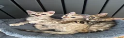 Bengal cats for sale: Bengal - Advert 15