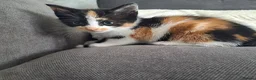 Mixed Breed cats for sale: tortoiseshell kittens - Advert 4