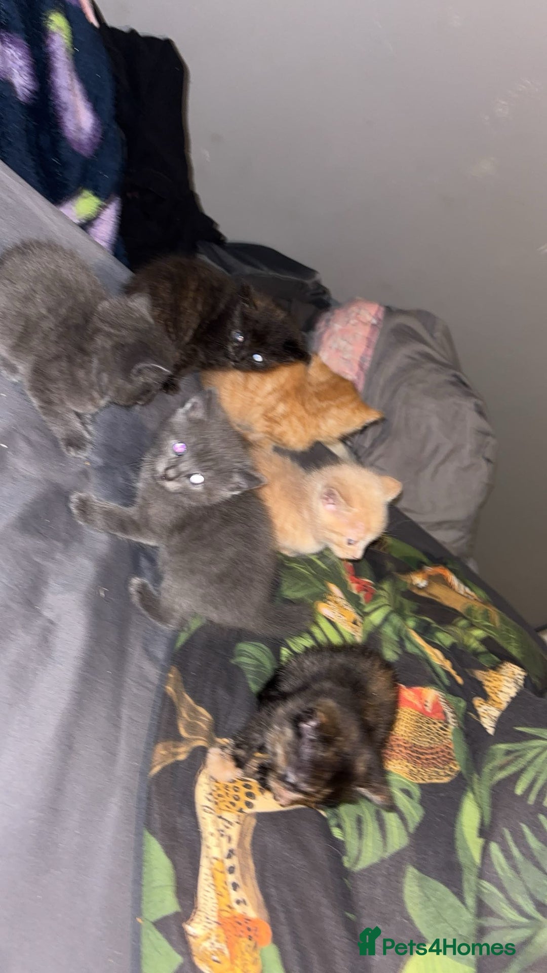 Mixed Breed cats for sale: Babies ready now ‼️ - Image 3