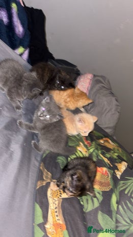 Mixed Breed cats - Advert 6