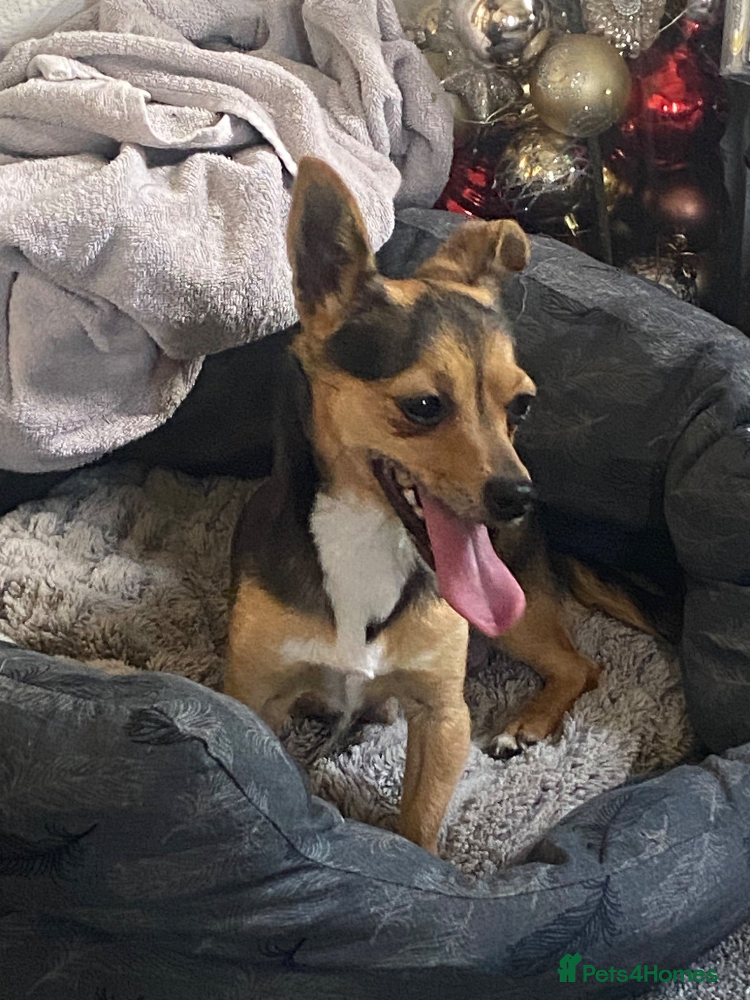 Mixed Breed dogs Lilly  - Advert 3