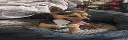 Mixed Breed dogs for sale: Lilly  - Advert 1