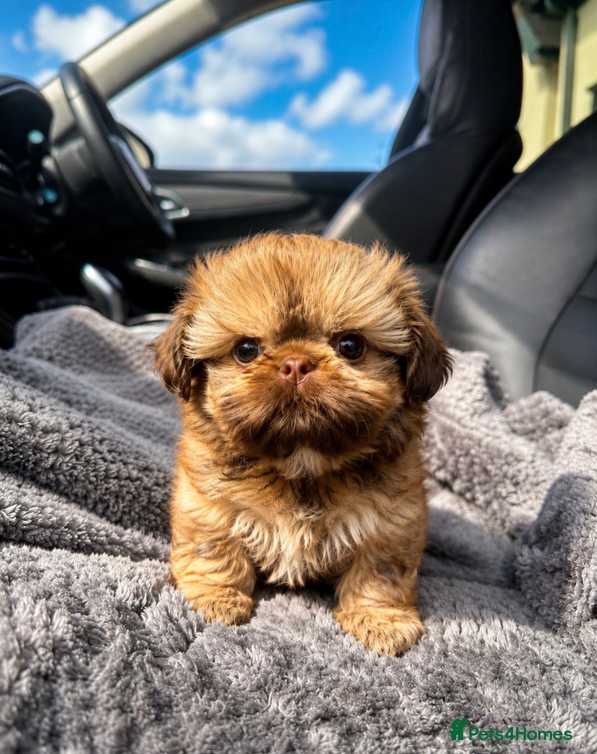 Shih Tzu dogs Gorgeous Cream Imperial Shih Tzu Boy – Ready Now - Advert 9
