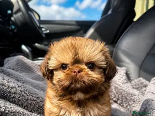 Shih Tzu dogs Gorgeous Cream Imperial Shih Tzu Boy – Ready Now - Advert 9