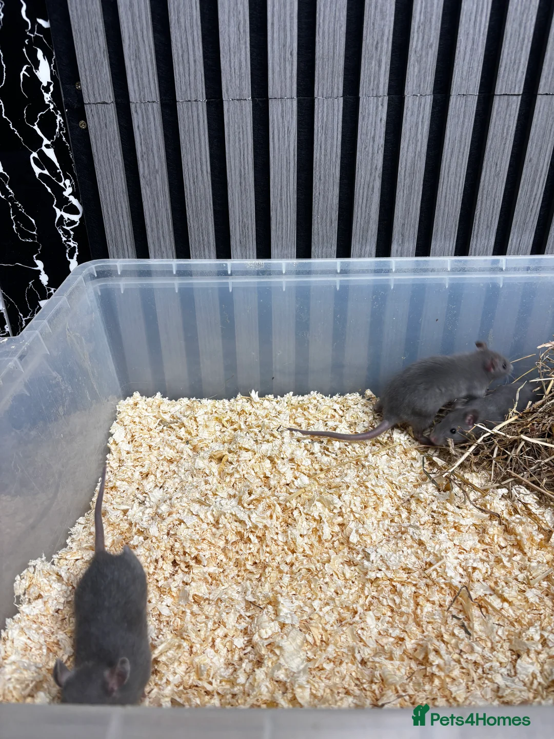 Rat rodents for sale: Rats and mice mixed colours and sexes for sale - Advert 3