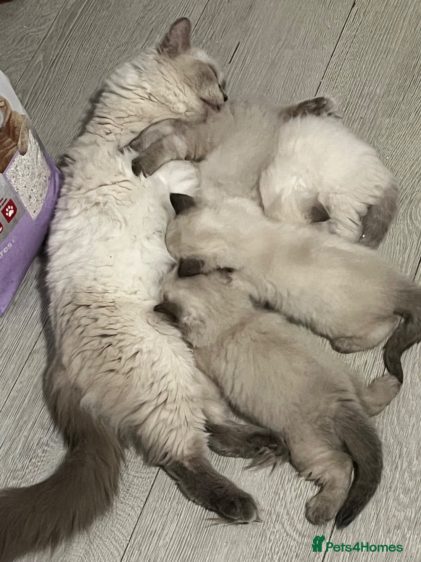 Ragdoll cats 🥰4 Beautiful Little Boys Looking Loving Homes ❤️✨ - Advert 2