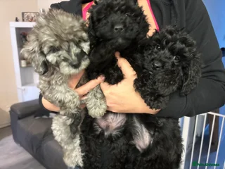 Cockapoo dogs - Advert 2