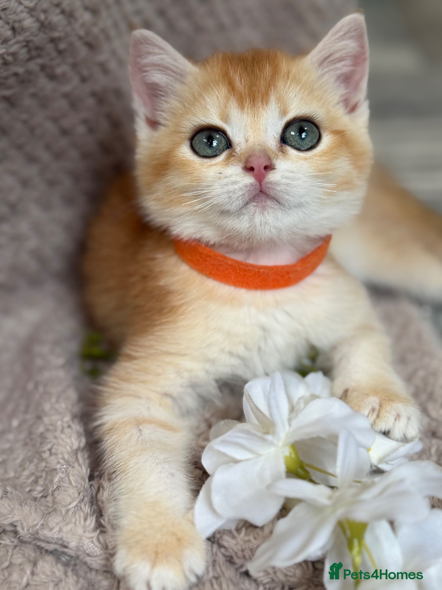 British Shorthair cats British shorthair golden adorable kittens GCCF  - Advert 13