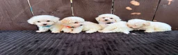 Miniature Poodle dogs for sale: Miniature poodles 2 boys 2 girls  - Advert 14