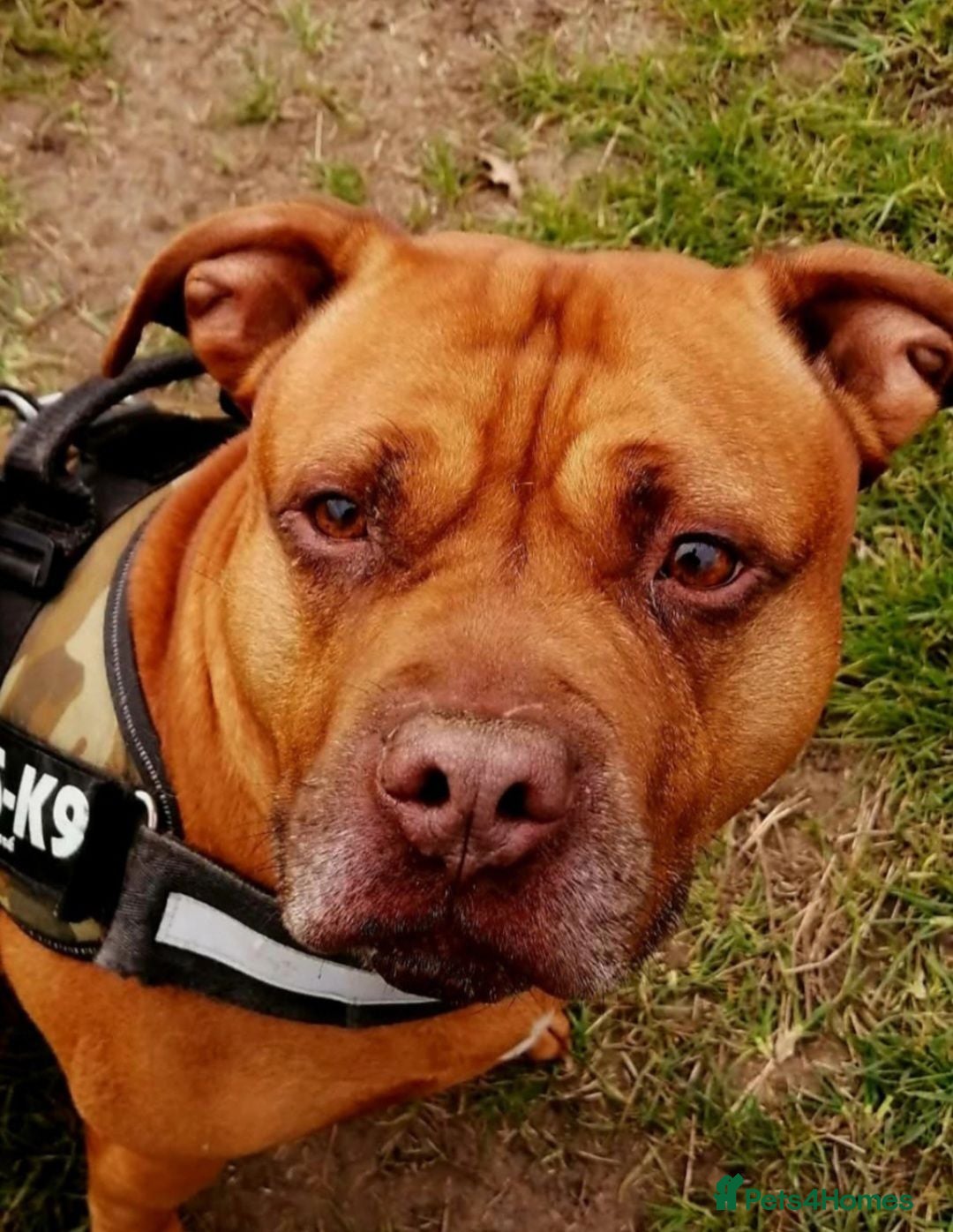 Mixed Breed dogs for sale: Beautiful boy needing a new home - Advert 1
