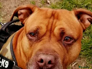 Mixed Breed dogs Beautiful boy needing a new home - Advert 2