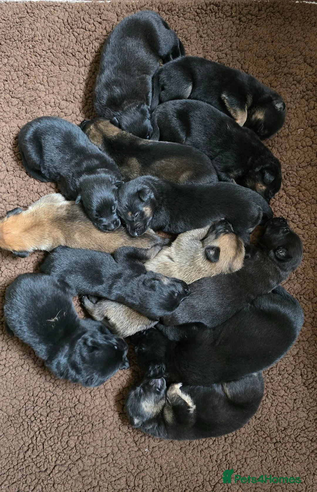Belgian Shepherd Dog dogs for sale: Belgian malinois puppies in Dorchester - Advert 18