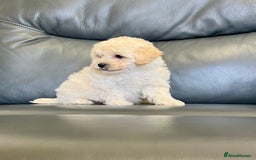 Poochon dogs for sale: F1 female Poochon puppy  - Image 1