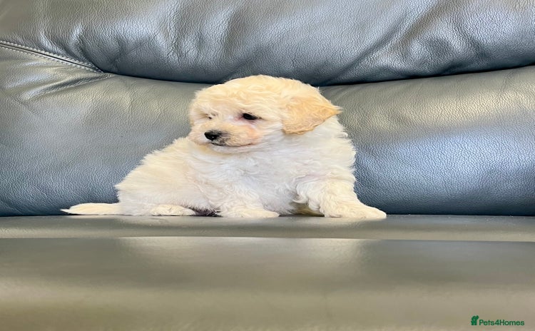 Poochon dogs - Advert 1