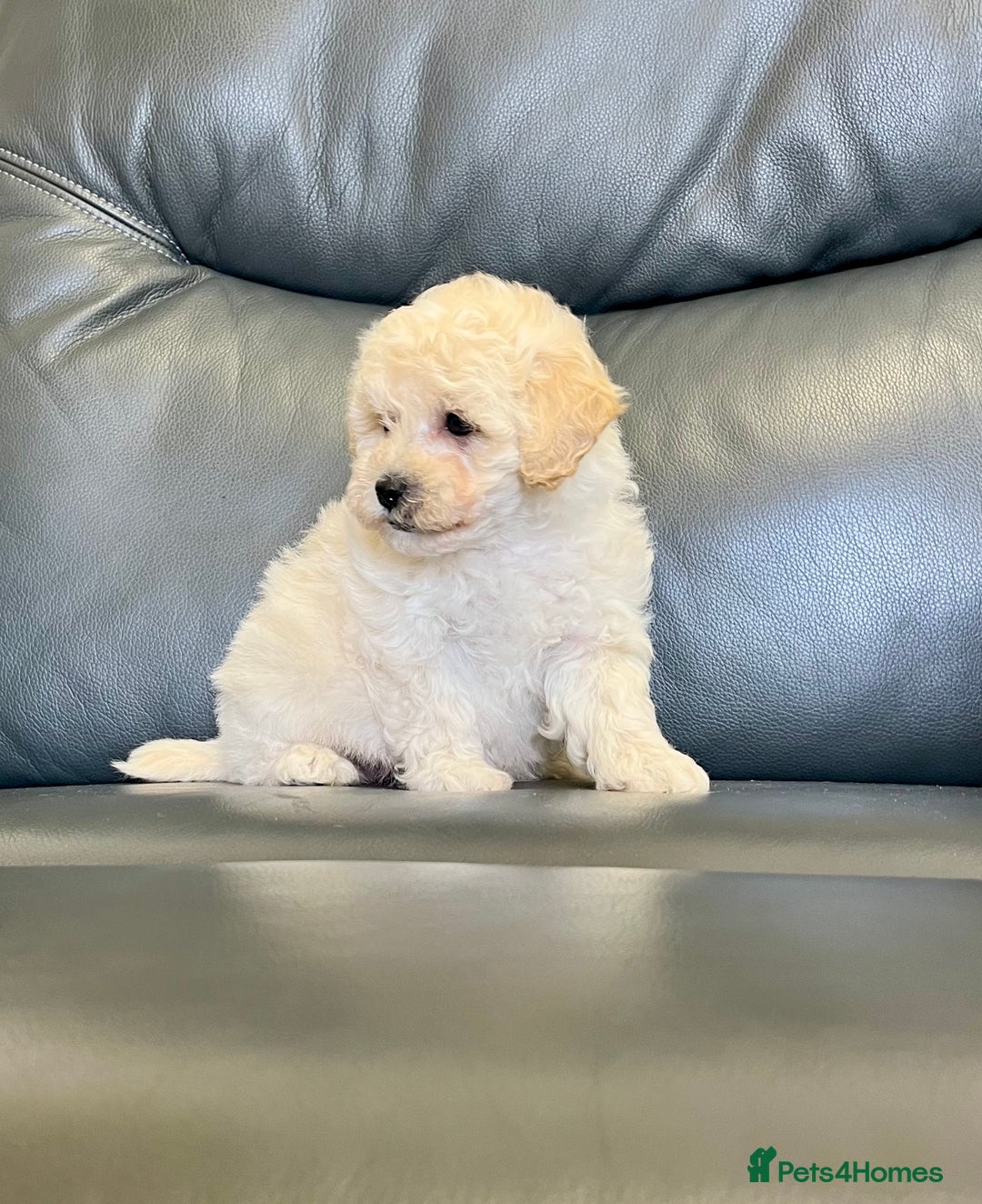 Poochon dogs for sale: F1 female Poochon puppy  - Image 1