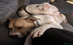 Mixed Breed dogs for sale: Beautiful and loving Cretan Hound cross  - Image 13