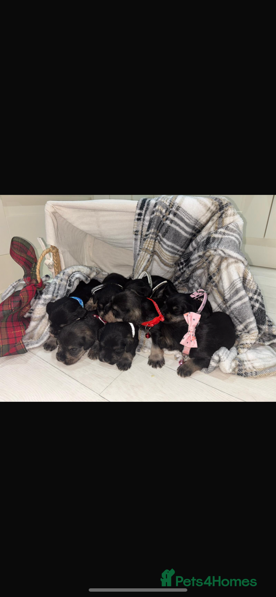 Miniature Schnauzer dogs for sale: 8 beautiful kc registered miniature schnauzer pups - Image 4
