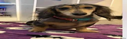 Miniature Dachshund dogs for sale: Stunning miniature dachshund boys in Grays - Advert 2